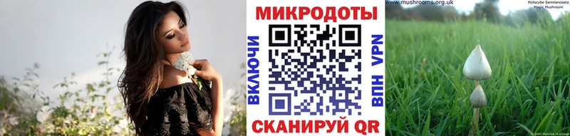 Купить где  Суворов  Псилоцибиновые грибы мицелий 